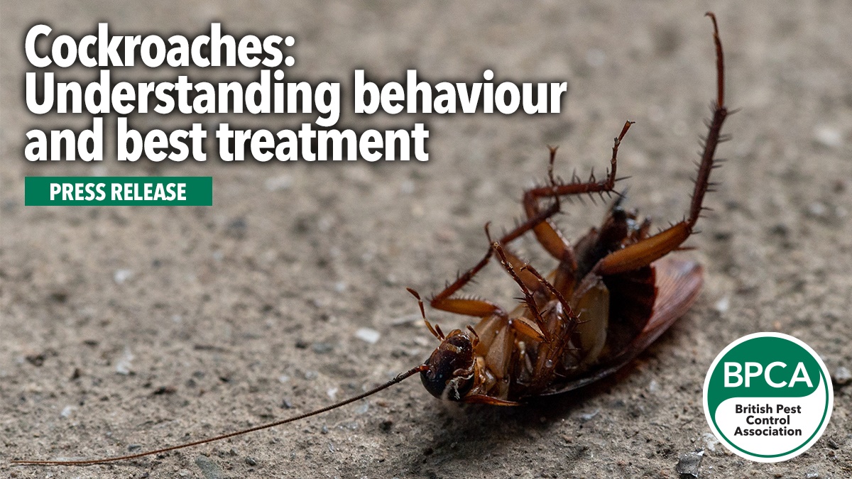 cockroach hero cockroach hero